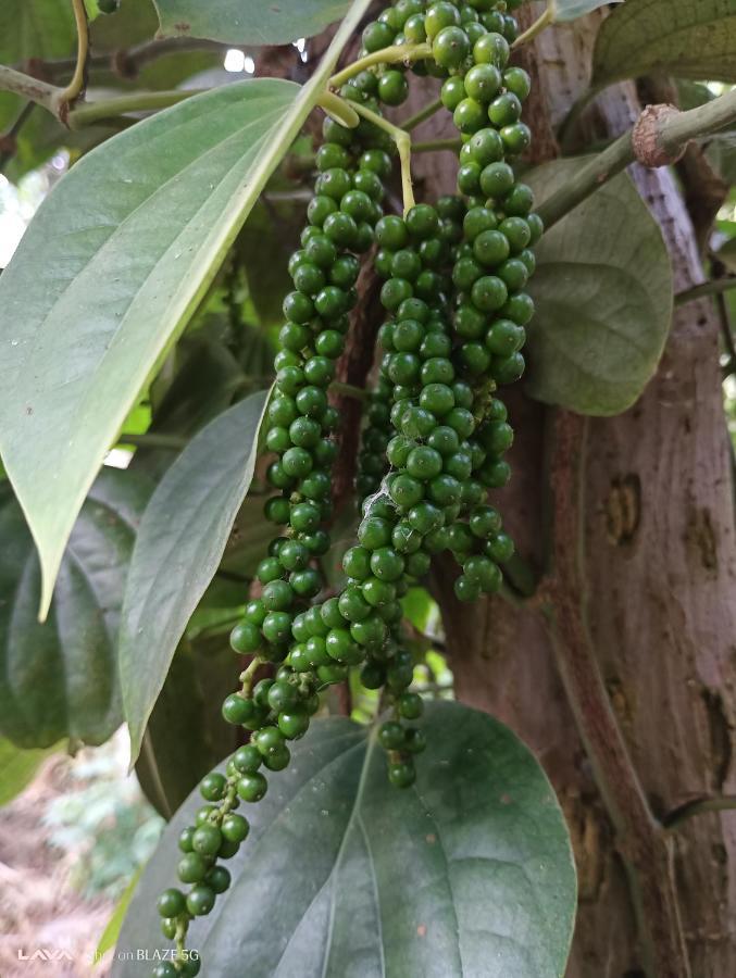 Appartamento Krishna Kuteera Siddāpur Esterno foto